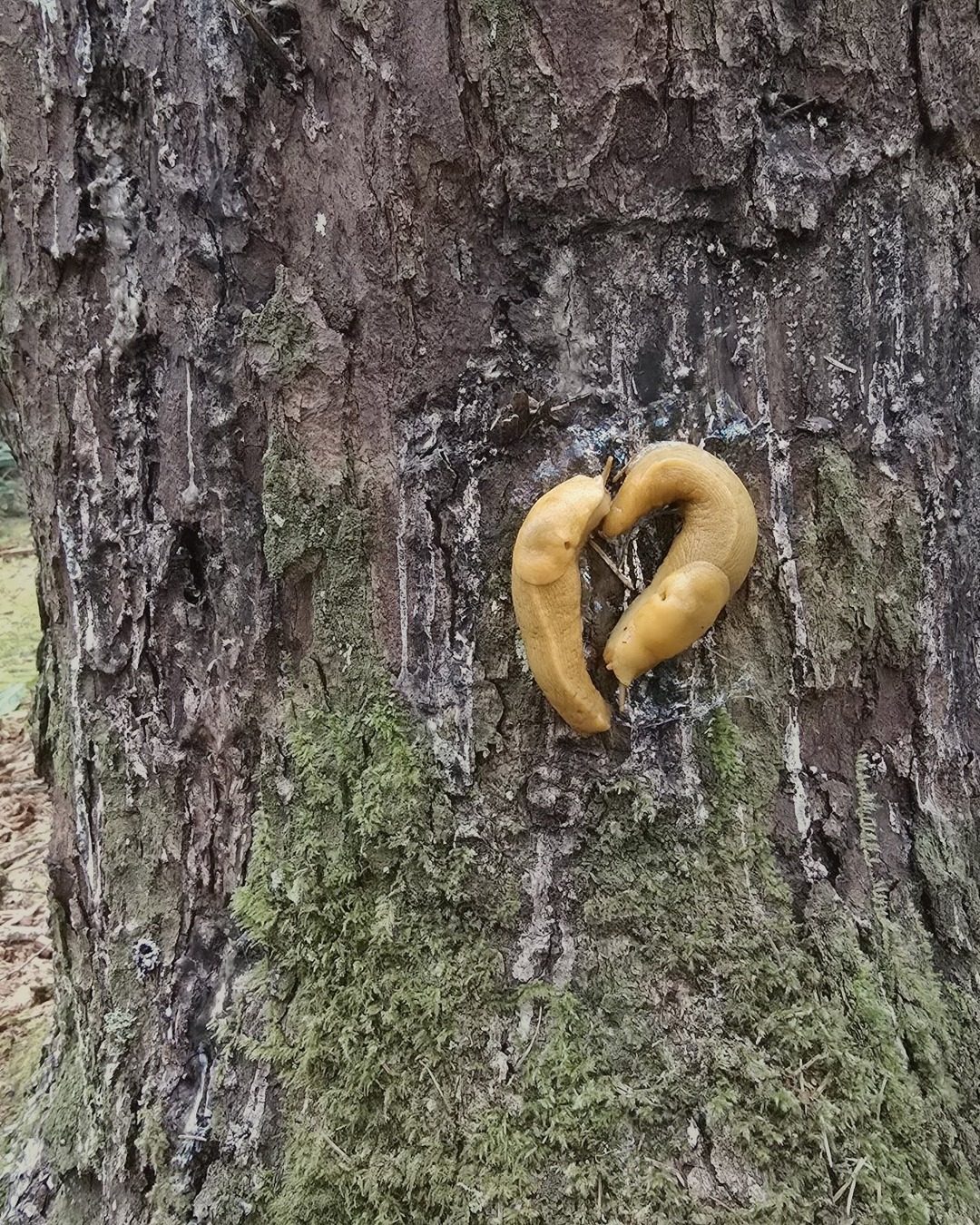 Banana slugs (Ariolimax columbianus) on the forest floor