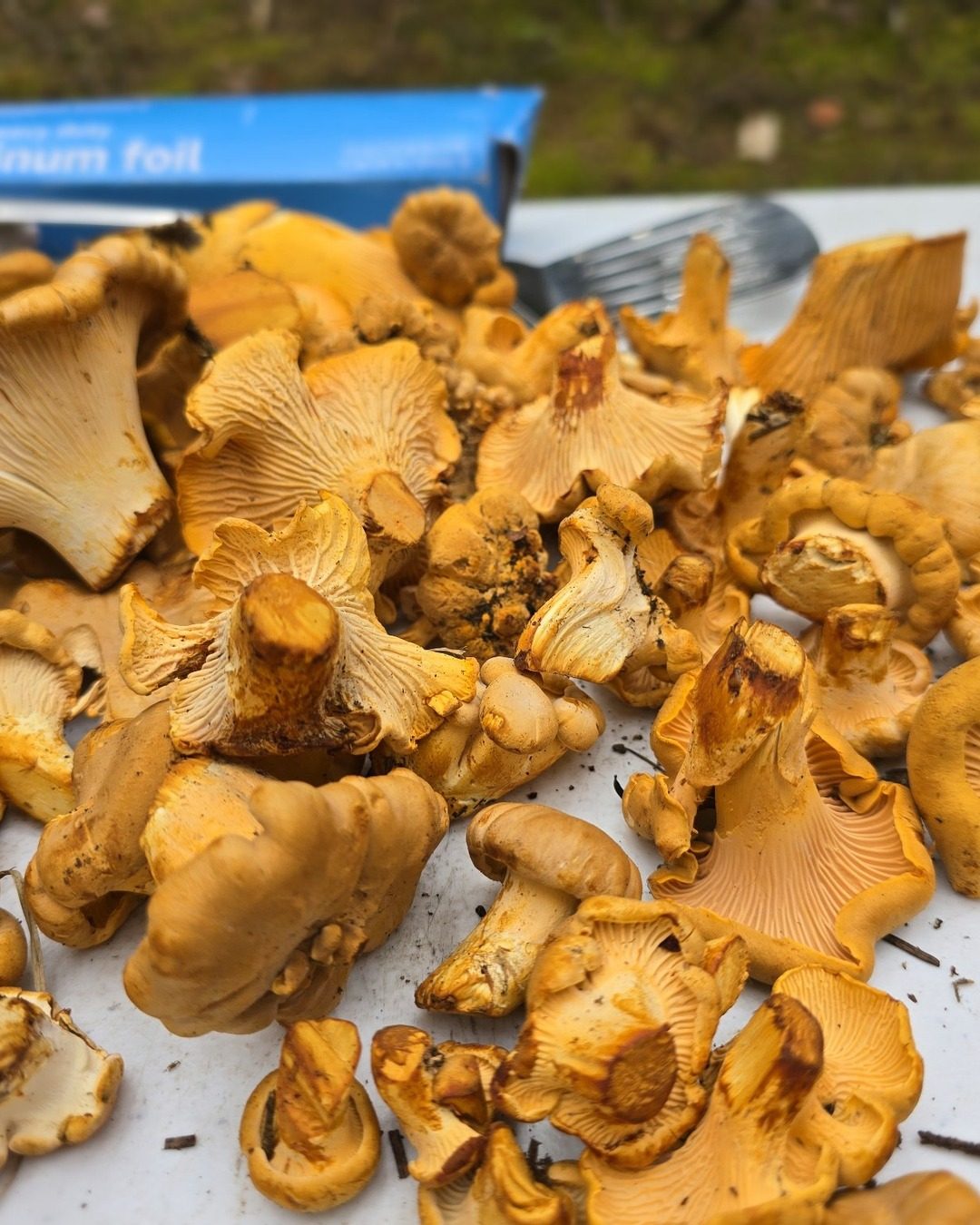 Golden chanterelles (Cantharellus formosus) in the forest