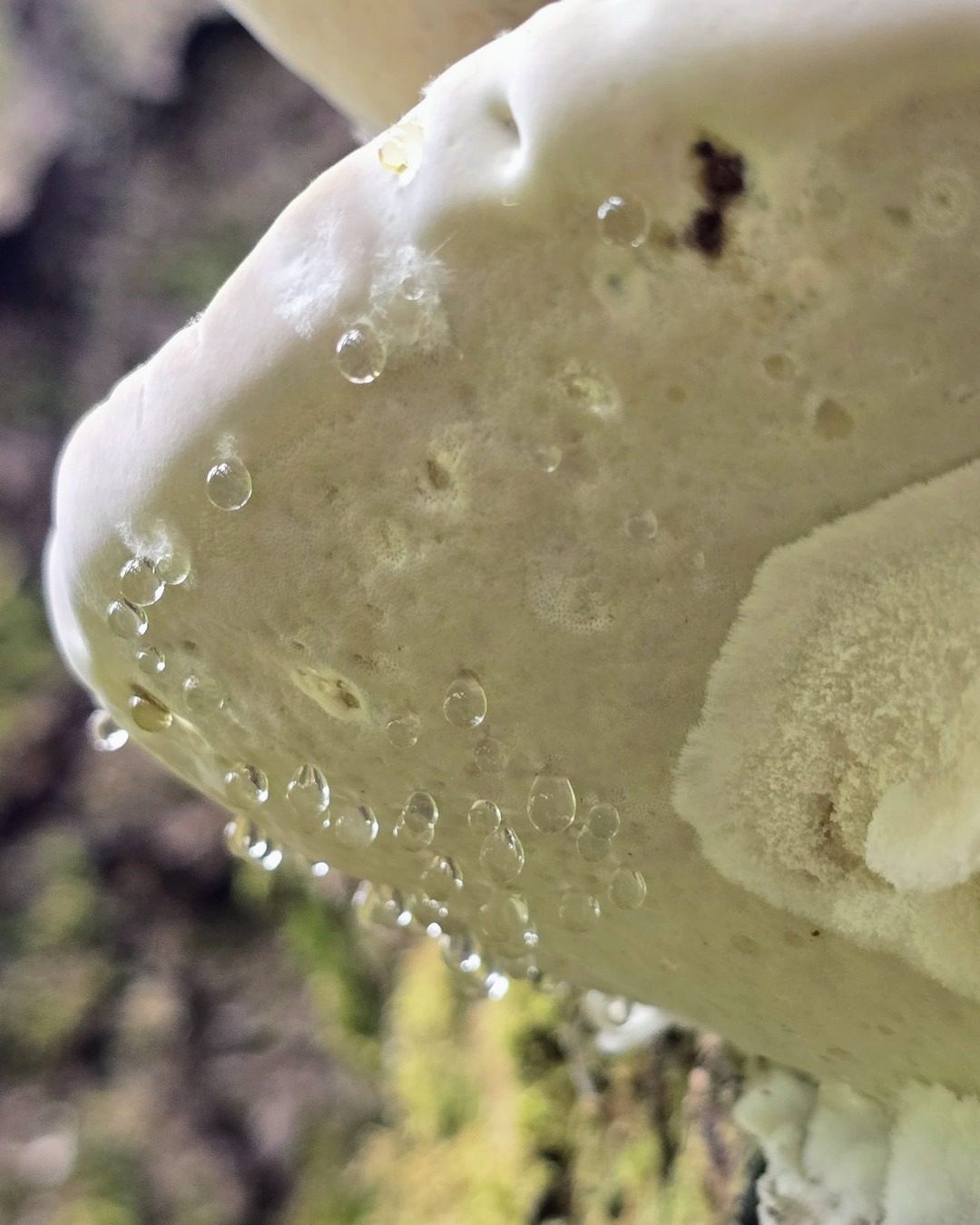 White conk (Ganoderma applanatum) showing guttation droplets