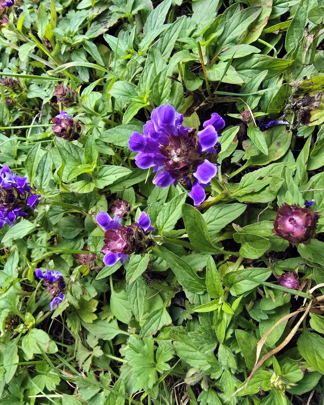 Self-heal flowers (Prunella vulgaris)