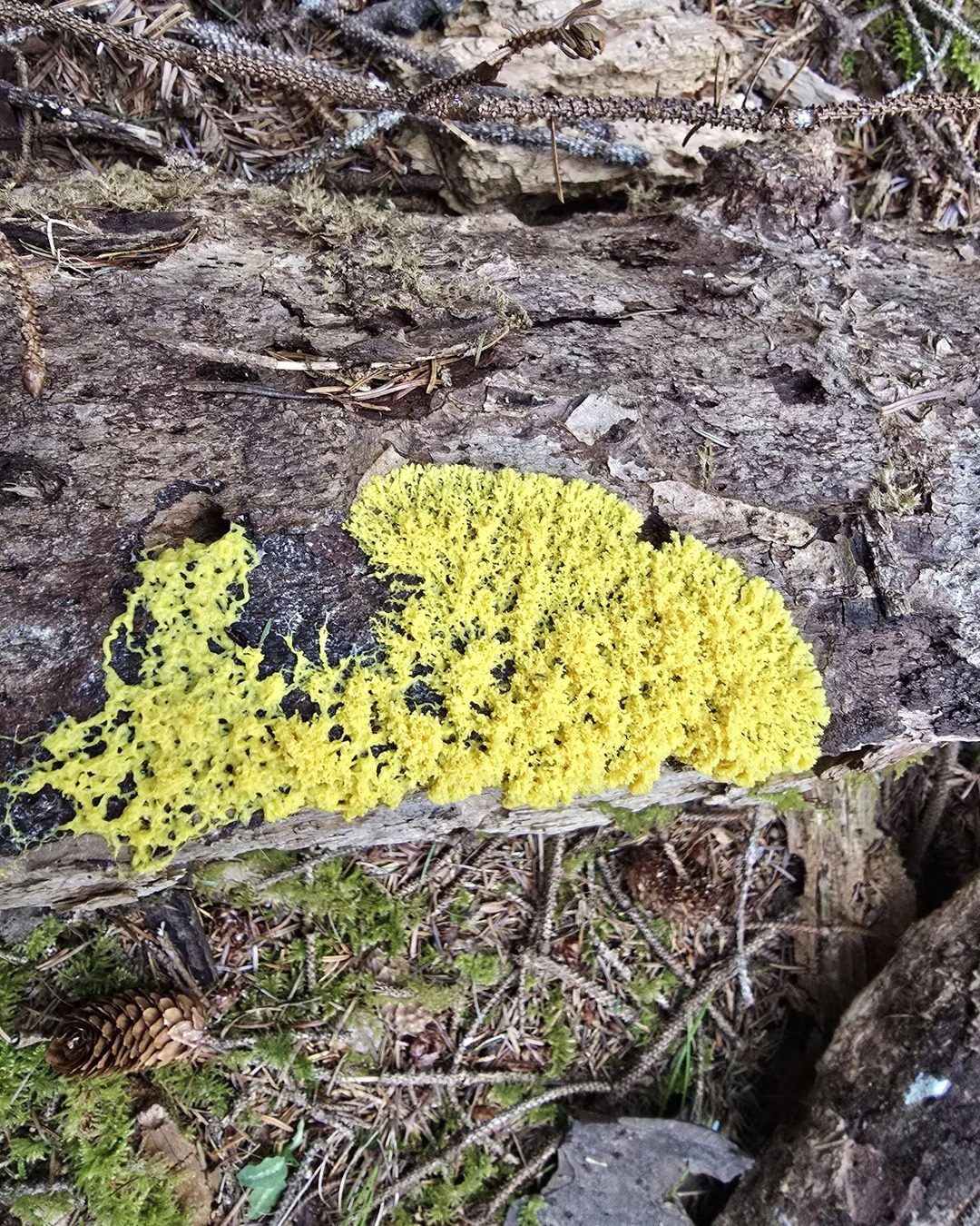 Dog vomit slime mold (Fuligo septica) on a log